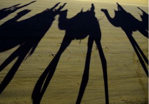 Camel Beach Shadows